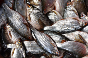 Pele de peixe pode ser utilizada em tratamento de queimaduras