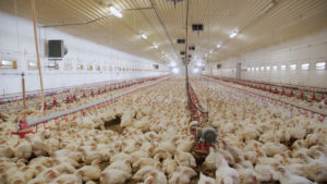 Carne de frango: abates inspecionados aumentaram 7%