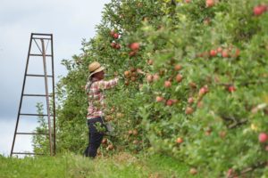 Maçã: uso de cálcio melhora produtividade e qualidade da fruta