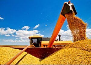 Soja: produtores do Mato Grosso começam colheita
