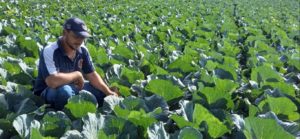 Plantio direto para hortaliças é aposta dos produtores