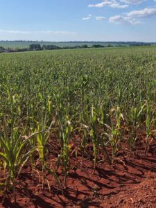 Boletim do Deral mostra impacto da seca nos grãos