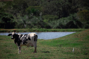 Cartilha dá dicas sobre piscicultura e agroindústrias de leite
