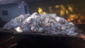 Avicultor tem prejuízo com morte de 7 mil animais