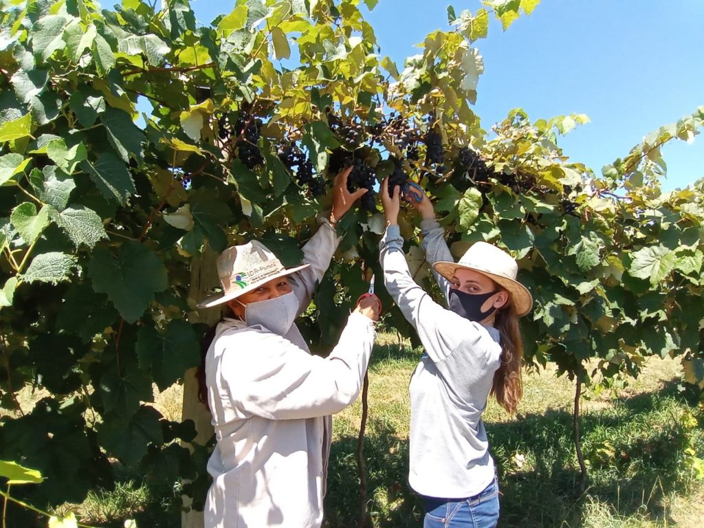 Colaboradores do IDR-Paraná colhem uvas da Estação de Pesquisa em Santa Tereza do Oeste