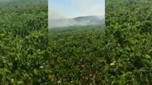 SECA: lavouras de soja pegam fogo