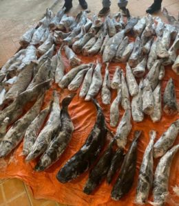 Peixes ameaçados de extinção são apreendidos na fronteira