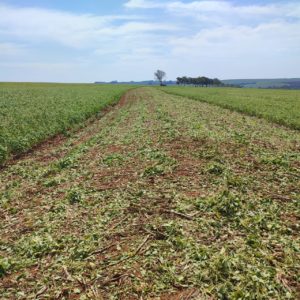 Seca: Mapa busca alternativas de apoio a produtores afetados