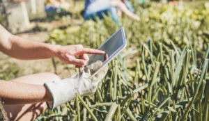 Agricultores vão se beneficiar com verba para contratar assistência técnica