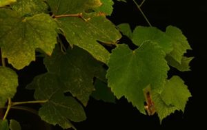 Adesivo aplica defensivo em plantas