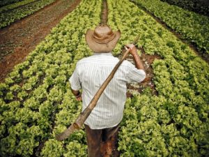 Agricultores são as maiores vítimas do câncer de pele