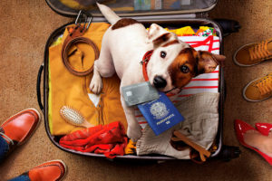 Viagem com pet? emita o certificado veterinário do Mapa