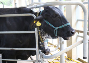 Vacas “reativas” emitem mais metano e produzem menos leite