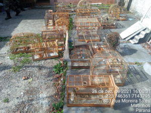 Cativeiro clandestino abrigava 42 aves silvestres no Paraná