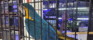 Comércio ilegal: arara em extinção era vendida a R$ 14 mil