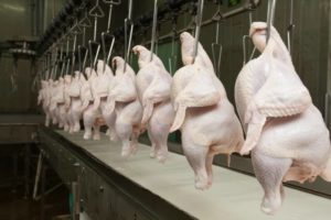 Frango: dezembro é de aumento na exportação