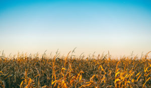 Situação climática é a grande preocupação do agricultor
