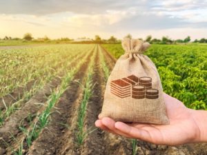 Seguro rural: agricultores receberam R$ 3,6 bilhões em indenizações