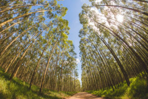 Brasil tem 9,8 milhões de hectares de florestas plantadas