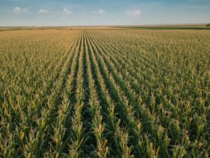 2021: um ano marcado pelas adversidades climáticas