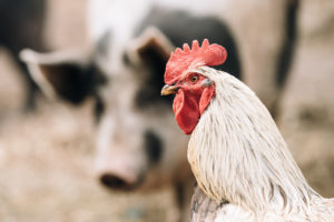 Carnes de frango e suína: vendas devem subir neste fim de ano