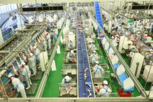 Paraná: abate recorde de porco e liderança na produção de frango