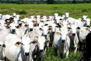 Conheça as tecnologias criadas a partir da carne bovina