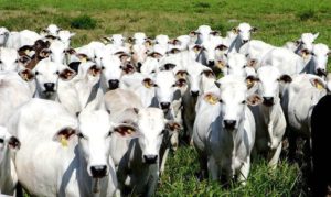 Carne bovina: a importância do setor para o Brasil