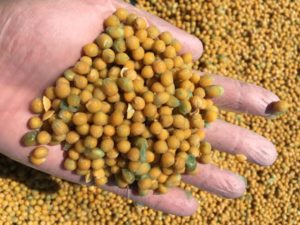 Operação apreende 42 toneladas de grãos com resíduos de agroquímicos