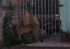 VEJA: Onça-parda tenta entrar em residência no Paraná