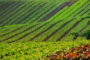 Investimentos na agricultura garantem bons resultados