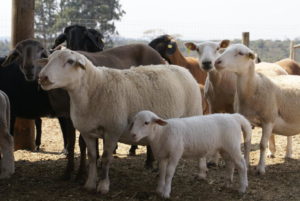 Ovinos: preços recuam em novembro
