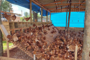 Ovo caipira agroecológico é alternativa de produção e renda