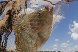 Pesquisa mostra que própolis melhora desempenho do peixe
