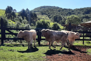Paraná projeta expansão da raça Purunã