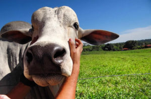 Bem-estar animal: uma preocupação cada vez mais comum