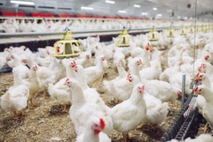 Avicultura no vermelho: remuneração não cobre os custos