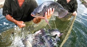 Aquicultura está presente em 75% dos municípios brasileiros