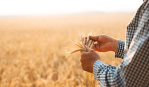 Trigo: saiba as estatísticas de preço e produção