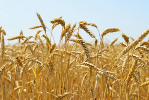 Trigo é ótima opção nutricional para pecuária 