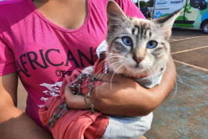 Castrapet Paraná: quase 25 mil animais já foram castrados