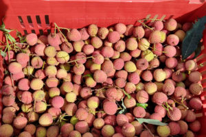 Paraná é o terceiro maior produtor de lichia do Brasil