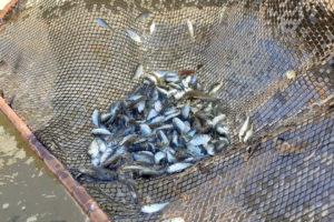 300 mil peixes são soltos em rio do Paraná