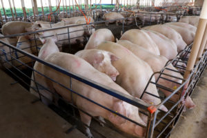 Exportação de suínos cresce, mas custo de produção é alto
