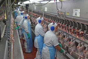 Modernização no abate de frangos é testada em frigoríficos