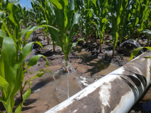 Por conta da seca produtores buscam novas tecnologias de irrigação