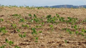 Calor intenso mata soja na fase inicial de cultivo no RS