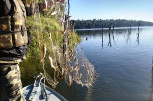 Pesca nativa está proibida, mas tem quem não respeita