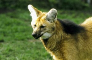 Paraná vai atualizar lista de espécies ameaçadas de extinção