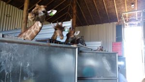 Girafas que sofriam maus-tratos são apreendidas em resort